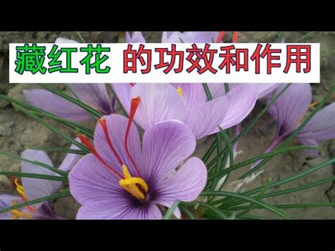 番紅花禁忌|醫砭 » 常用中藥 » 藏紅花